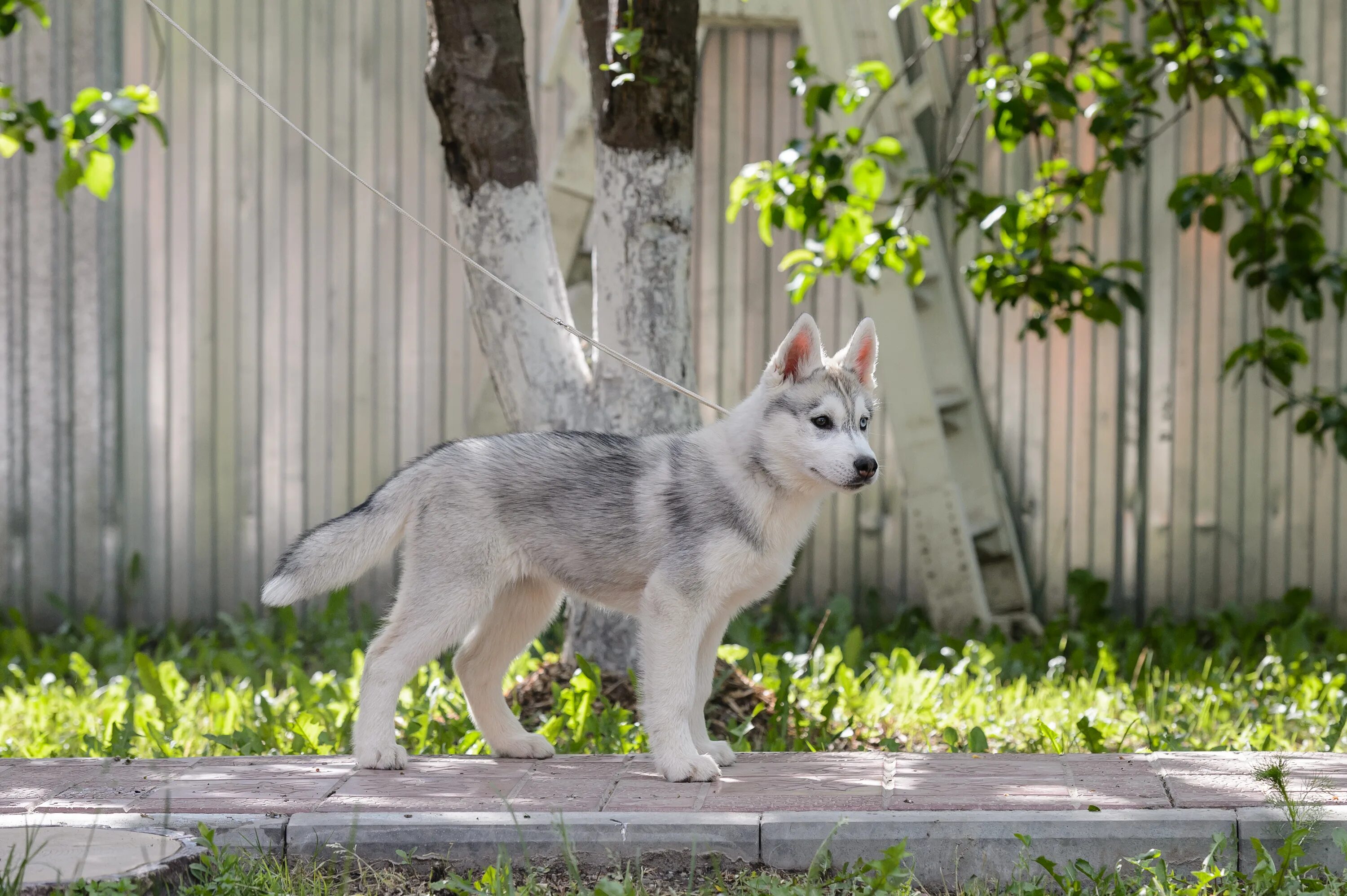 Хаски ф7. Хаски ф7. Хаски ф7. Хаски ф7. Хаски 300 эндуро.