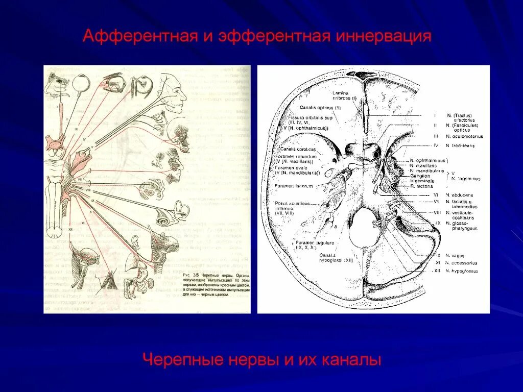 Черепные нервы афферентные эфферентные. Иннервация мозговых нервов. Афферентная и Эфферентная иннервация. Черепные нервы схема иннервации. Иннервация черепно мозговых нервов