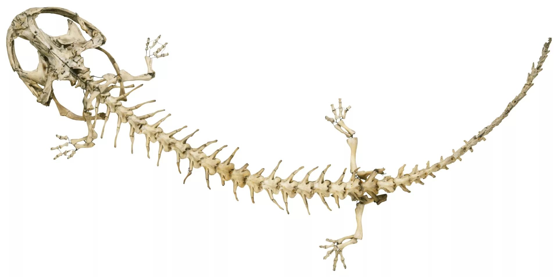 Рептилии ребра. Скелет аксолотля. Скелет огненной Саламандры. Скелет хвостатых амфибий. Аксолот строение скелета.