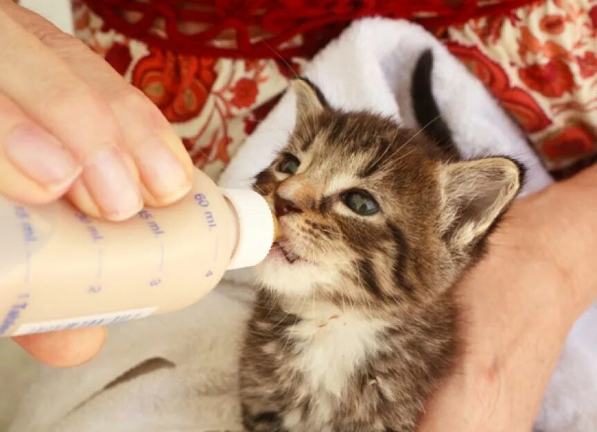 Сколько котята пьют молоко. Молоко для котят. Котенок пьет из бутылочки. Котенок пьет молоко. Котенок пьет молоко из бутылочки.