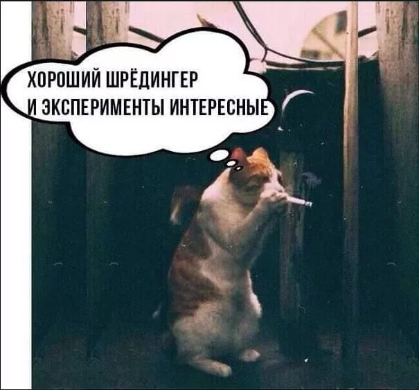 Кот шредингера заходит в бар. Тарелки шредингера. шкаф шредингера. кот шрёдингера. шкаф с тарелками шредингера.