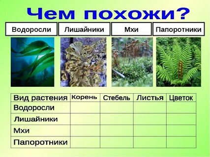 Способ питания мхов и папоротников