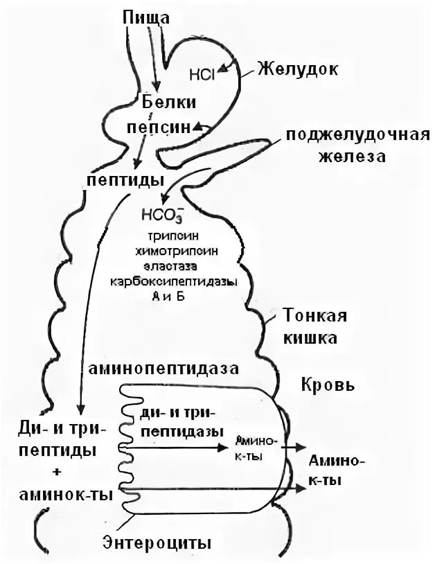 Переваривание растительных белков. Схема пищеварения белков в ЖКТ. Пищеварение белковы в ЖКТ схема. Схема распада белков в ЖКТ. Переваривание белков в желудочно-кишечном тракте схема.