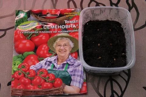 Томат семеновна отзывы