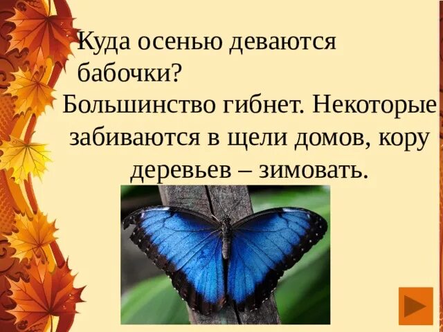 Куда осенью прячутся бабочки. Куда осенью прячутся бабочки. Куда осенью прячутся бабочки. Насекомые прячутся осенью. Исчезнувшие бабочки.