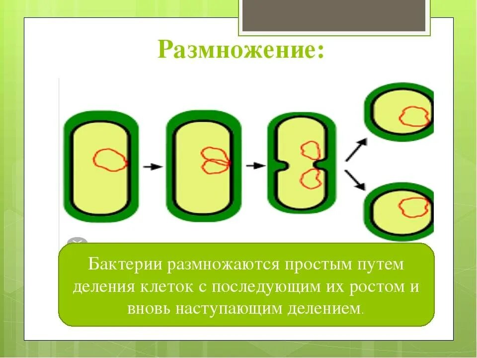 Размножается путем деления. Способы размножения бактерий схема. Размножение бактерий схема. 5 Кл размножение бактерий. Способы размножения бактерий 5 класс.