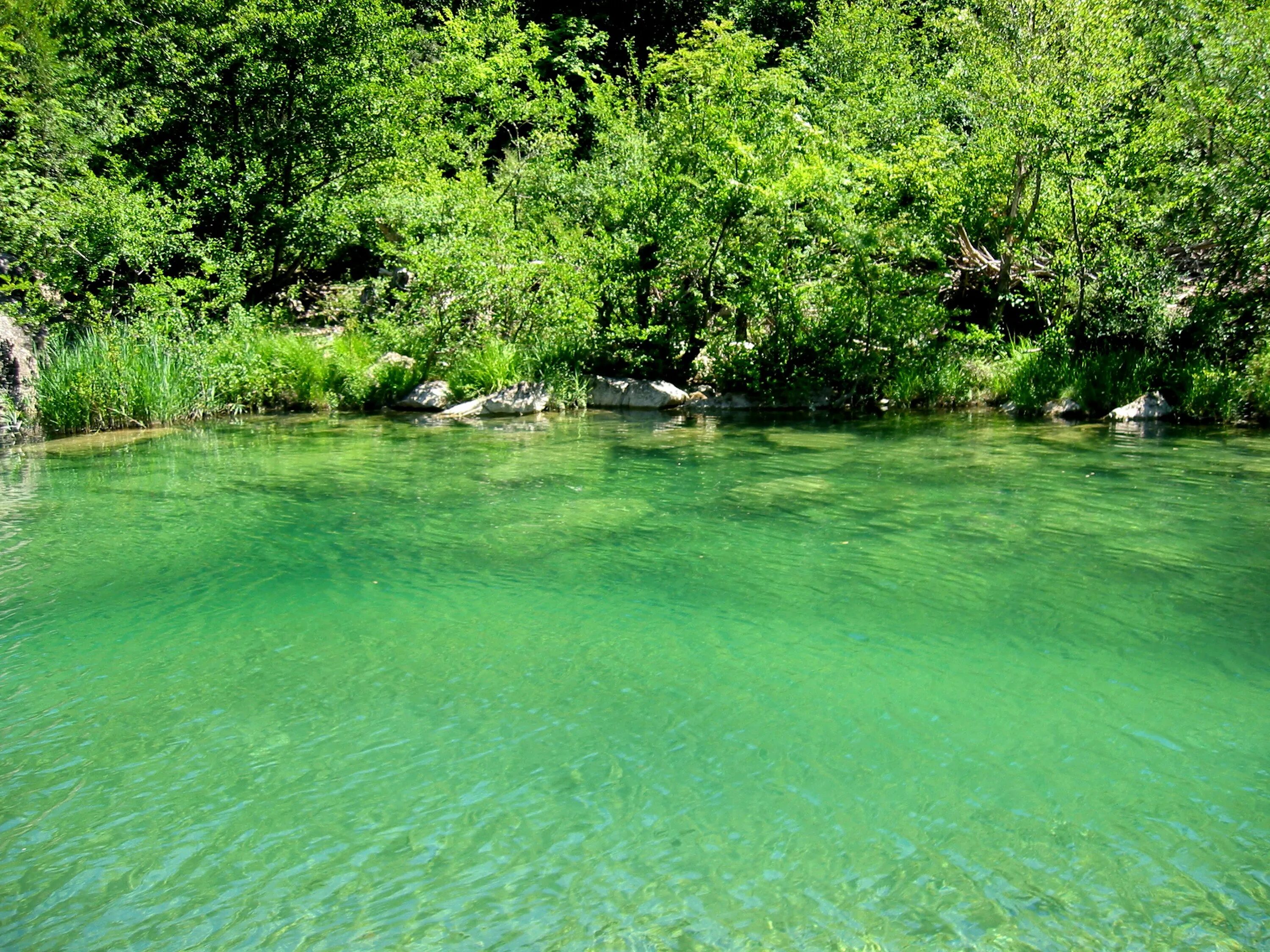 Зеленое озеро Бекешевская. Озеро с зеленой водой. Зелёная Озёрная вода. Кристально чистый пруд. Зеленая вода в озере