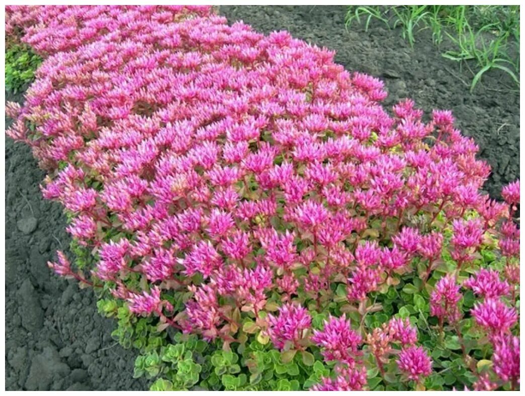 Многолетники морозостойкие цветущие фото и названия. Очиток ложный (Sedum spurium `Roseum`). Очиток ложный Розеум. Очиток Roseum. Очиток ложный 'Roseum'.