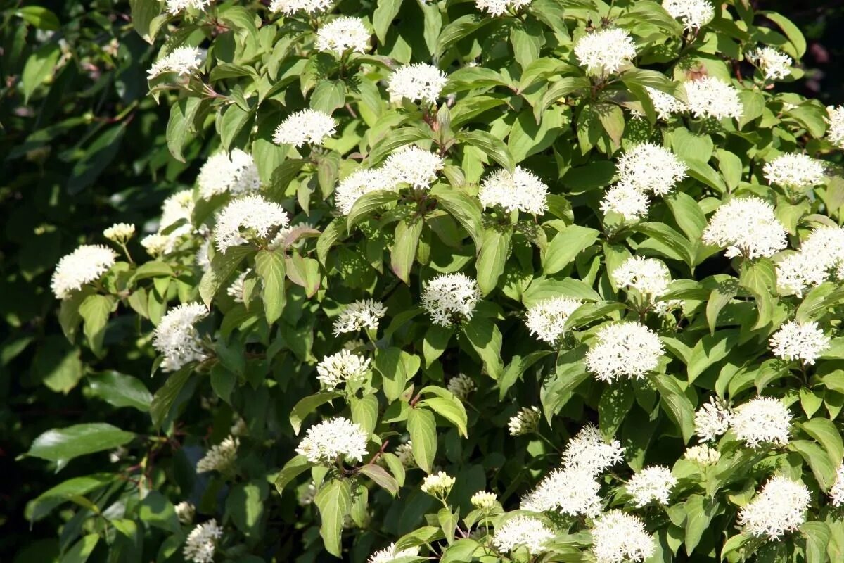 Куст с белыми цветами 4. Дерен белый Cornus Alba. Дерен белый куст. Дерен белоокаймленный.