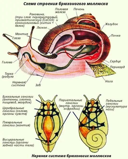 Органы строения моллюска. Брюхоногие моллюски строение системы. Внутреннее строение брюхоногих моллюсков. Схема строения брюхоногого моллюска. Строение брюхоногого моллюска внутреннее строение.