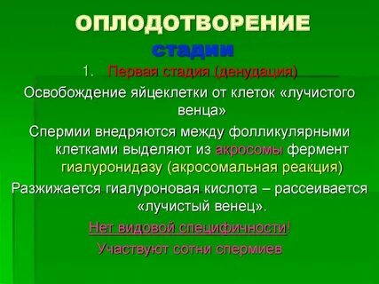 2 фаза оплодотворения