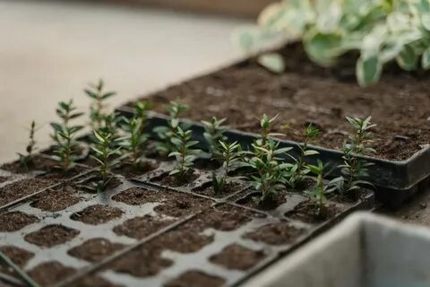 Рассада в подмосковье когда сеять