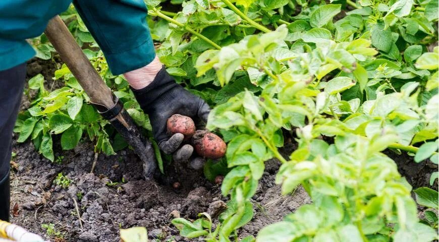 Почему плохой урожай. Зеленая ботва картошки. плохой урожай картошки. прозелень на картофеле солонин. почему ботва на картофеле вверх.