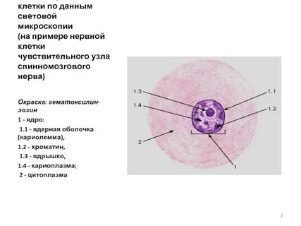Ядро цитоплазма хроматин