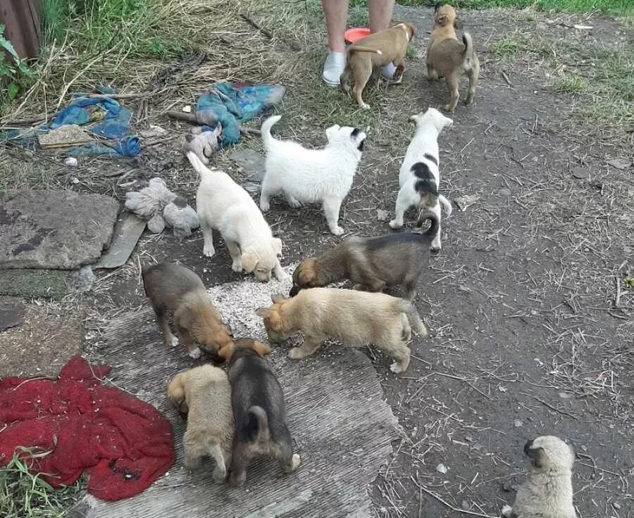 отдам собаку в добрые руки в ленинске-кузнецком. в добрые руки абакан. в добрые руки абакан. авито хакасия животные. котята абакан купить.