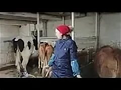 Как запустить корову