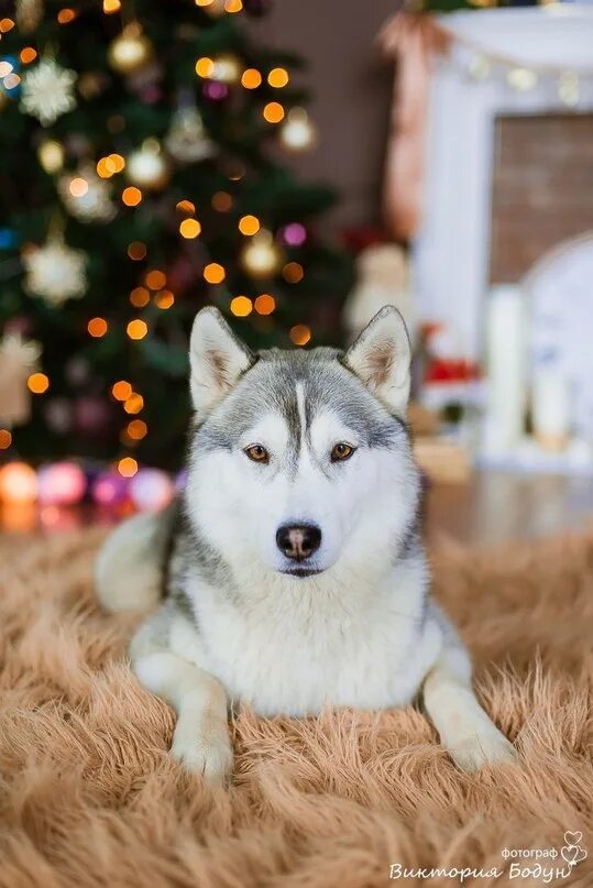 Хаски сейчас. Хаски сейчас. Хаски сейчас. Догги хаски. Порода хаски.