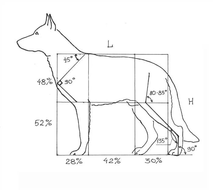 Стандарт немецкой овчарки в холке. Высота в холке немецкой овчарки суки. Немецкая овчарка стандарт породы ркф. Оценка экстерьера собаки. Рост восточно европейской овчарки в холке.
