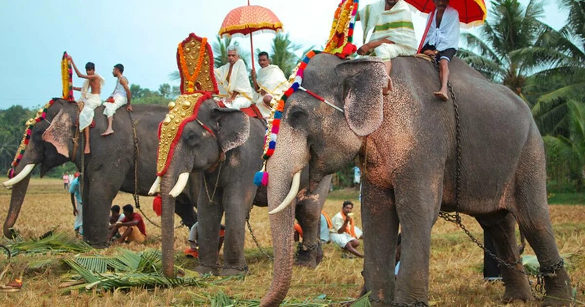 Где стоят слоны. На слонах в Индии. Индийские слоны. Индус на слоне. Погонщик слонов в Индии.