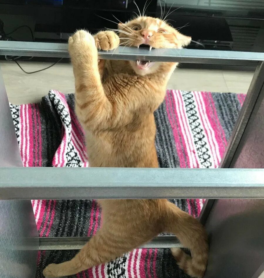 Забавная выходка. Забавная выходка. Самое самое красивое фото собаки. Голодный кот юмор. Нашкодившие коты.