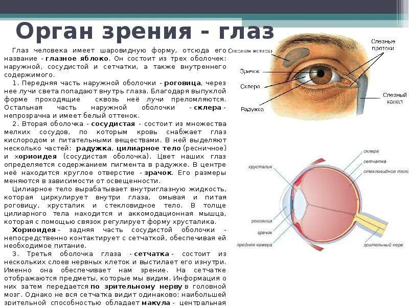 Гигиена органов зрения. Гигиена зрения строение. Орган чувств зрение доклад. Орган зрения вид спереди. Глаз орган чувств человека