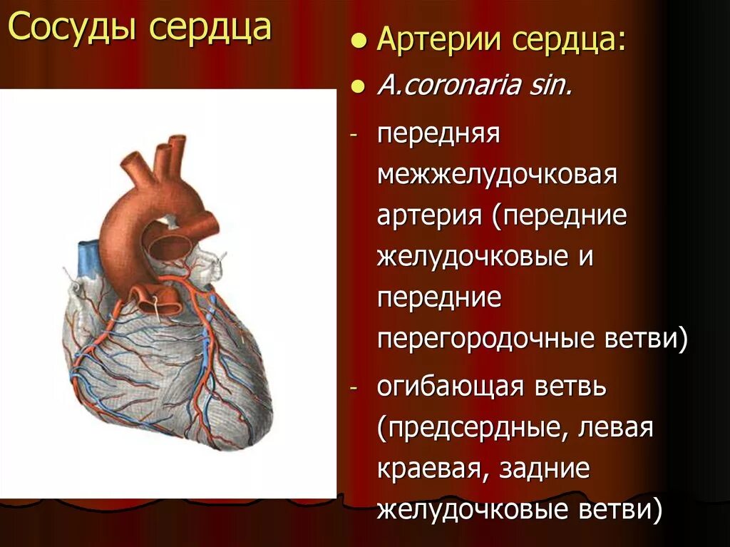 Коронарные сосуды сердца анатомия. Сосуды питающие сердце коронарные. Основные артерии сердца. Передняя межжелудочковая артерия сердца. Сердечные артерии и вены