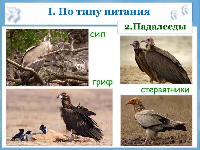 Гриф питание