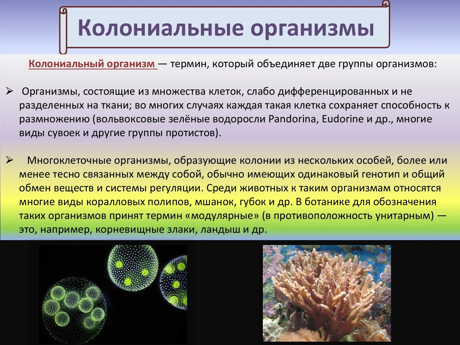 Что характерно для так называемого колониального типа