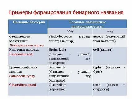 Бактерии латинские названия
