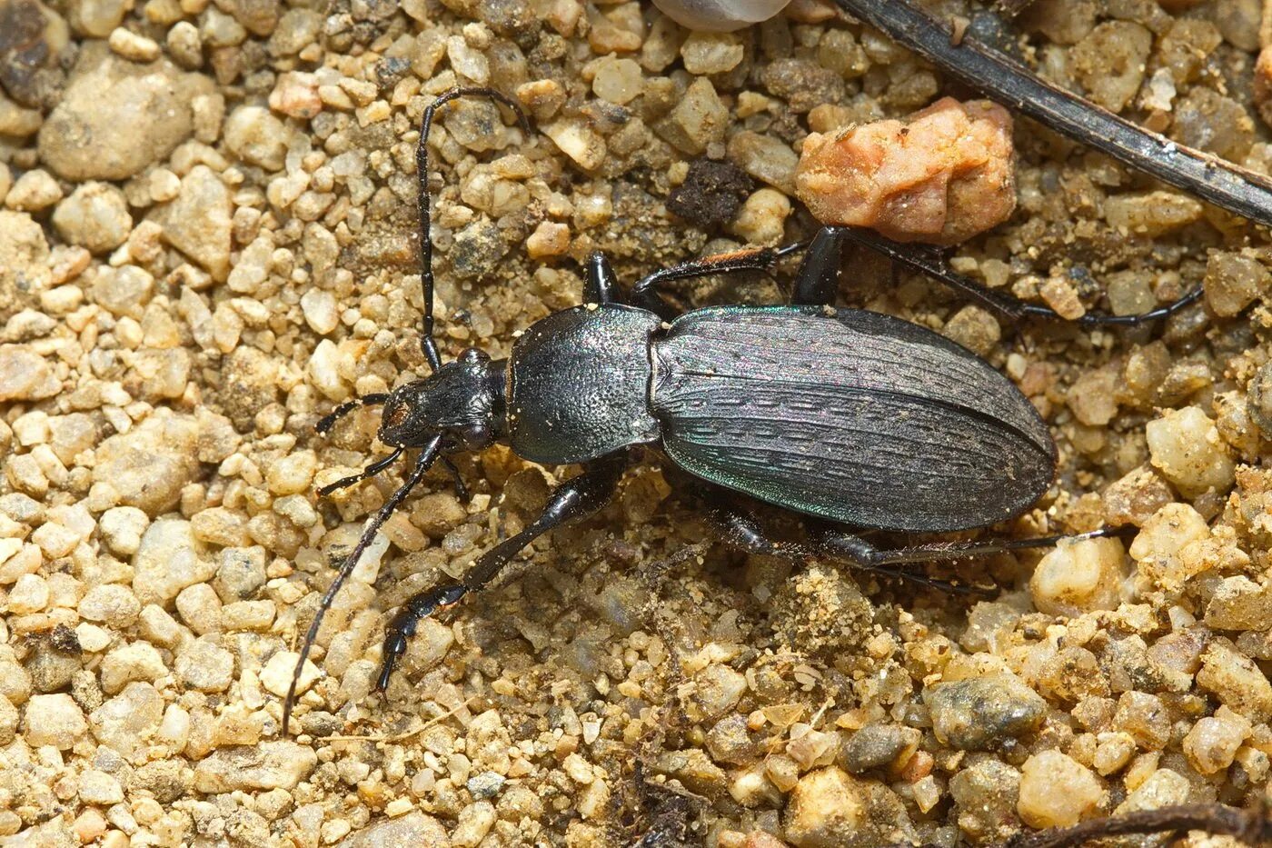 Жужелица среда. Жужелица Садовая - Carabus Hortensis. Жужелица Шренка. Жужелица короед. Жужелица решетчатая.