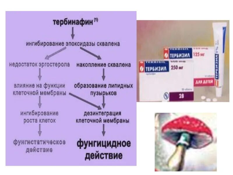 Противогрибковые антибиотики механизм действия. Механизмы действия антифунгальных препаратов. Противогрибковые антибиотики механизм действия. Механизм действия антимикотиков. Механизм действия противогрибковых.