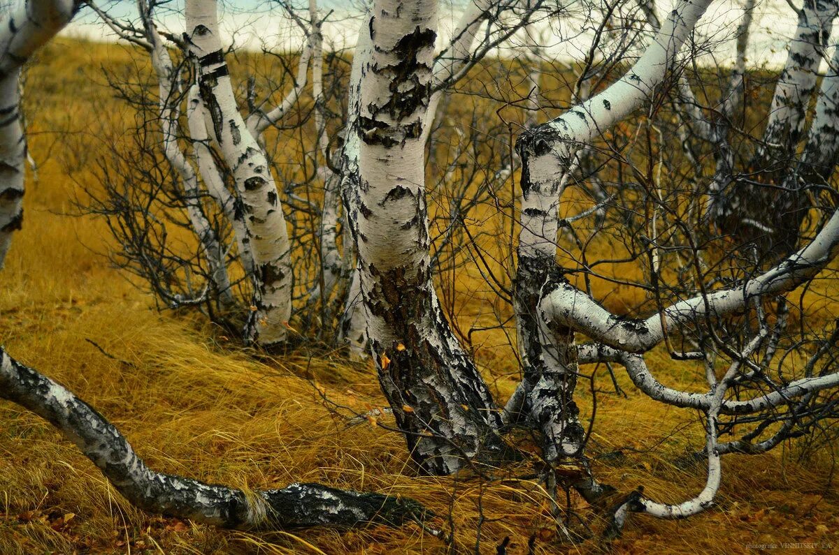 боровое казахстан пляшущие березы. боровое роща танцующих берез. танцующая березовая роща боровое. березовое криволесье на соловках. боровое казахстан роща танцующих берез.