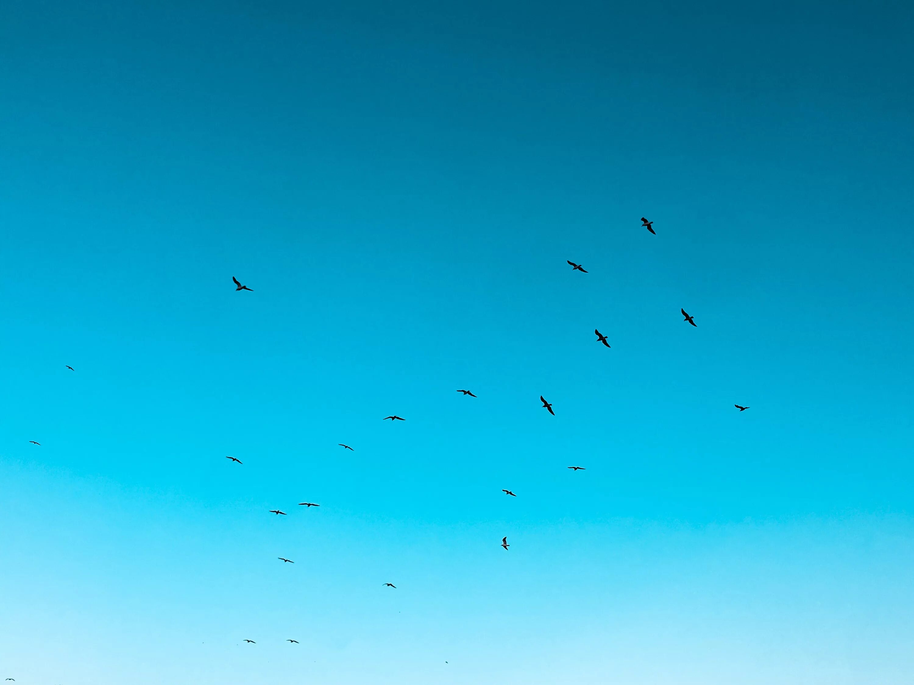 аниме птица. давай поговорим про это. внезапно появившиеся в хрустальном небе птицы. чайка над морем. птицы летящие в небе.