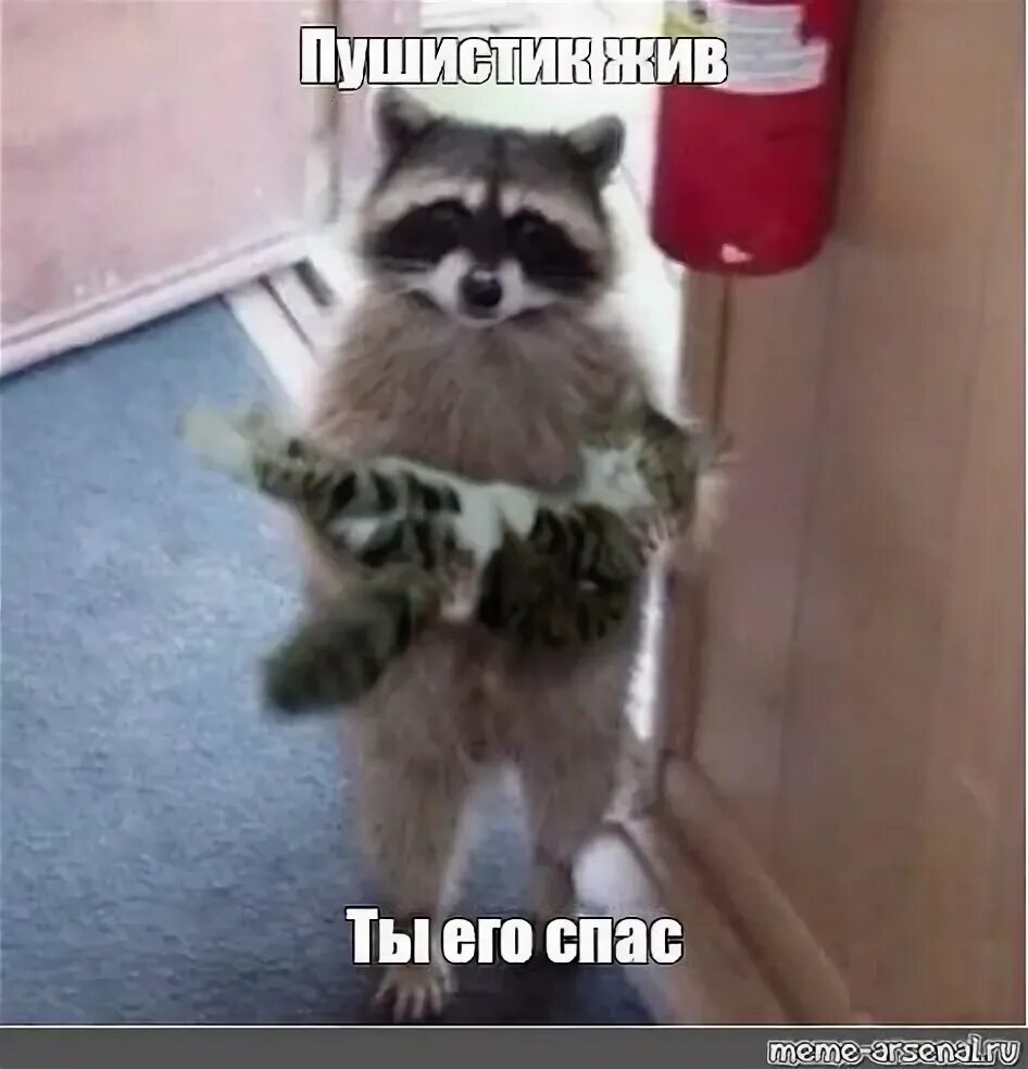 Мем с енотом и котом Enlisted Farming Killing Hunting Tanking DP-27 Testing YouTube