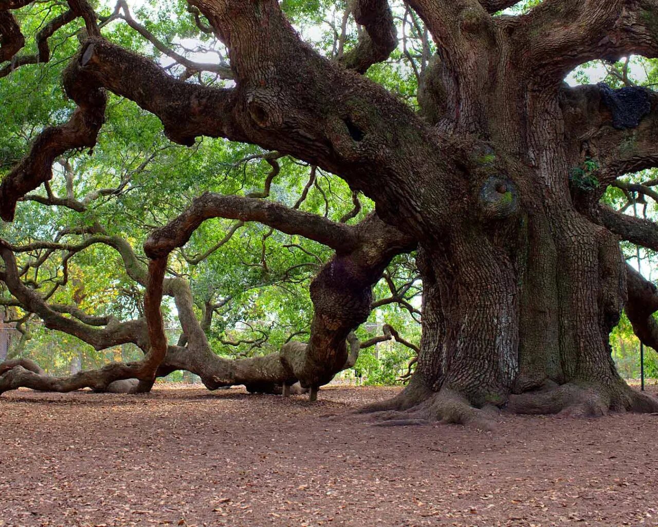 Красивое старое дерево. Дуб ангела Чарльстон США. ЛИМУЗЕНСКИЙ дуб. Дуб парк Фредвилл, Нонингтон, Великобритания.