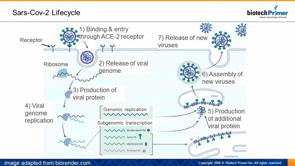 Вирус sars cov 2 отнесен к группе. HIV Replication Cycle. Virus Life Cycle. Репликация вируса ВИЧ. HIV Life Cycle.