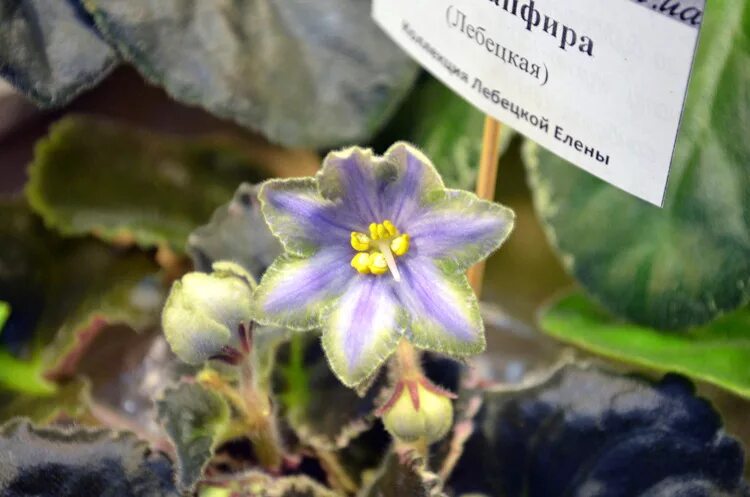 Узамбарская фиалка сапфир. Фиалка ле сапфира. Фиалка голубой лютик. Фиалка сапфира. Фиалки ольги лобанковой.