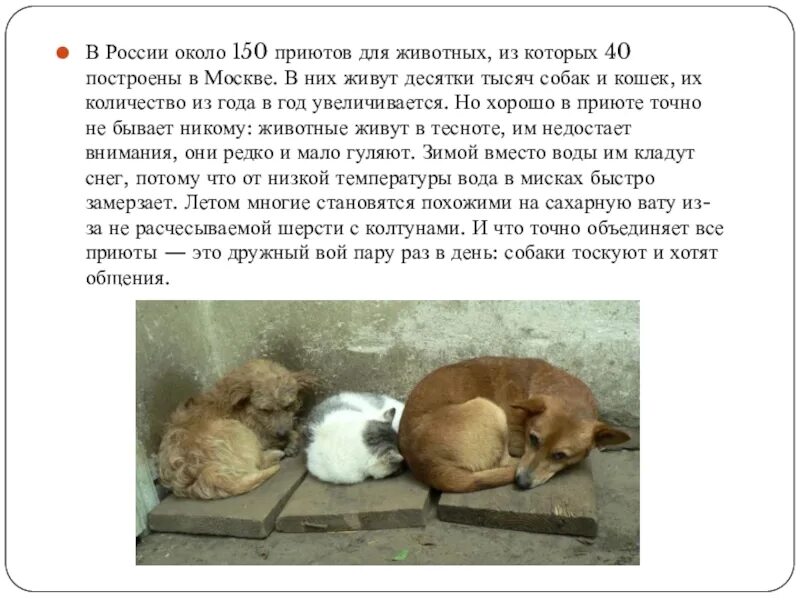 Проблемы животных. Бездомные животные проблема. гипотеза проблемы бездомных животных. проблемы приютов для животных. тема бездомные животные проблема каждого из нас.