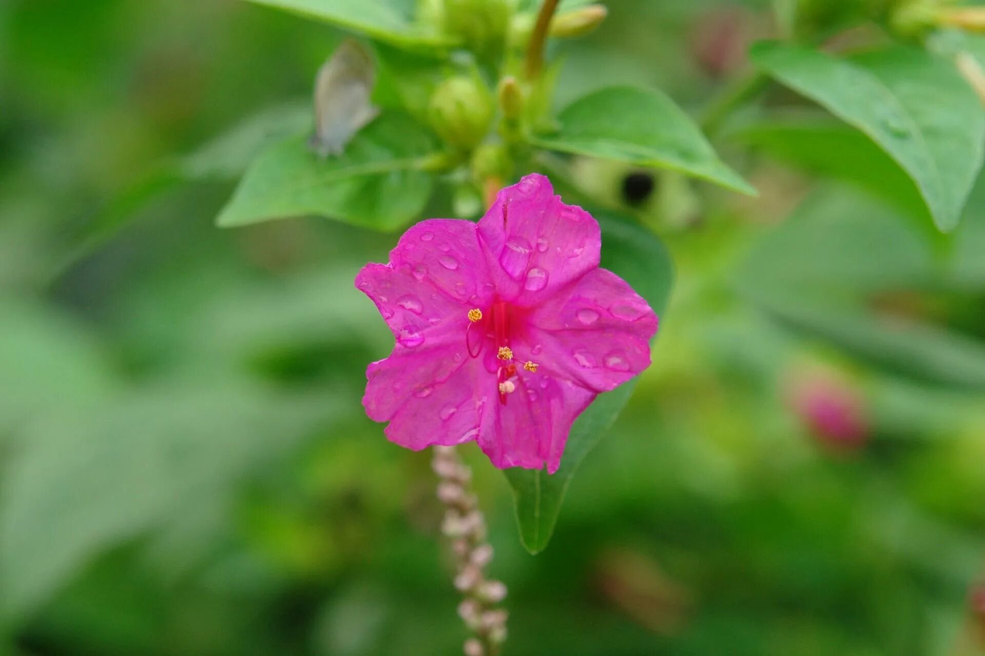 Какой процент ночной красавицы с розовыми цветками. Мирабилис. Мирабилис куст. Мирабилис (ялапа).