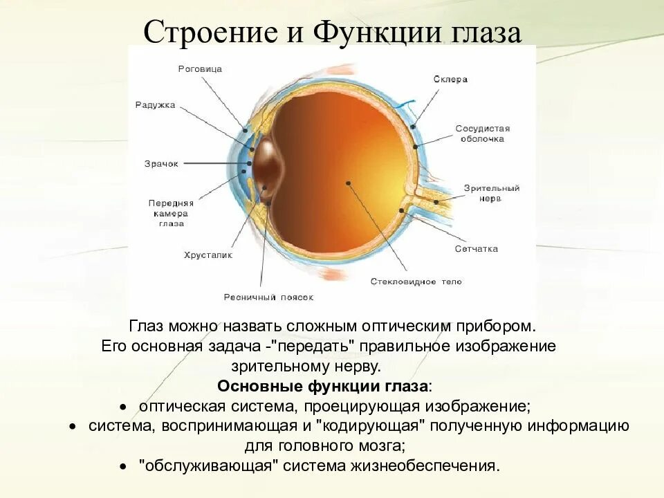 Глазное яблоко функции таблица. Внутренние структуры глазного яблока строение и функции. Внутреннее строение глаза и их функции. Структура глаза строение и функции. Оболочки глаза строение и функции.