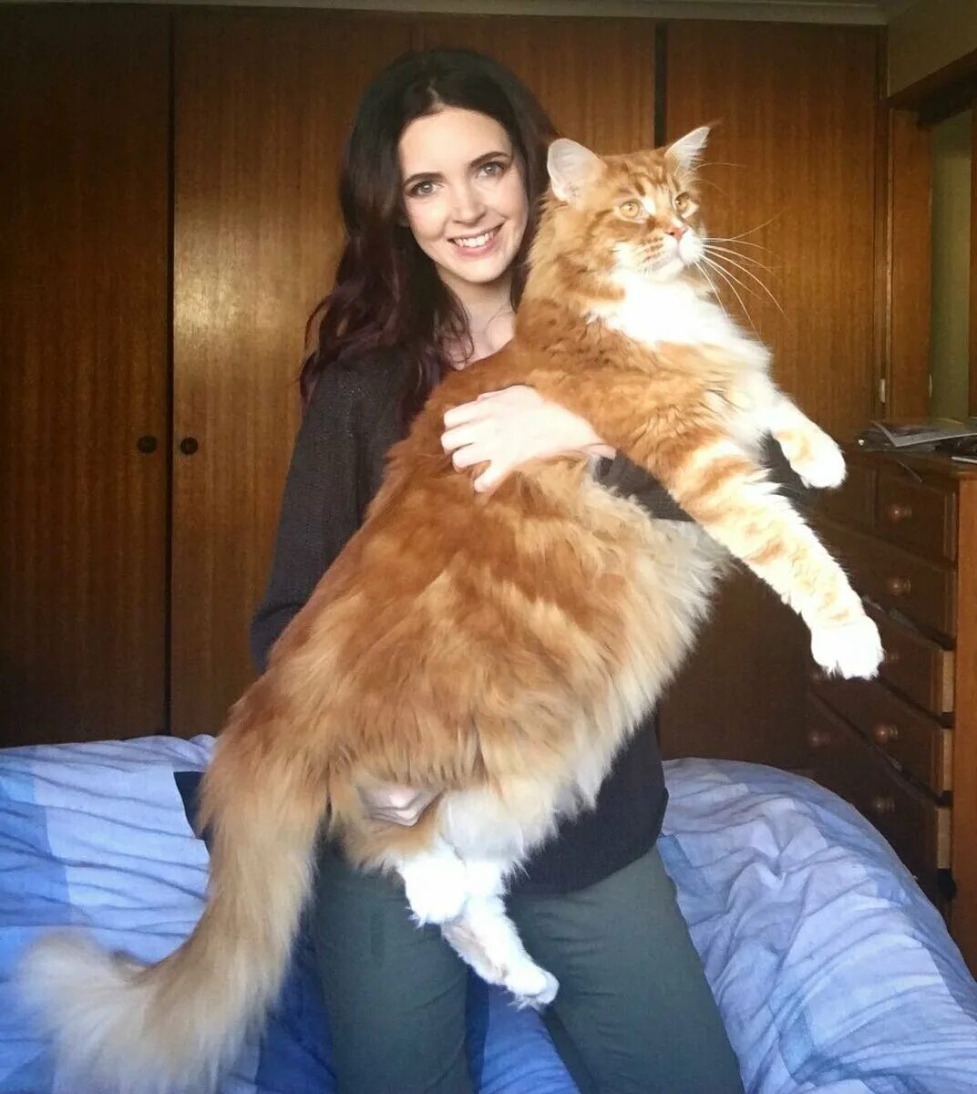 Самая большая домашняя кошка порода. Кошки гиганты Мейн кун. Большой кот Мейн кун. Мейн кун Омар.