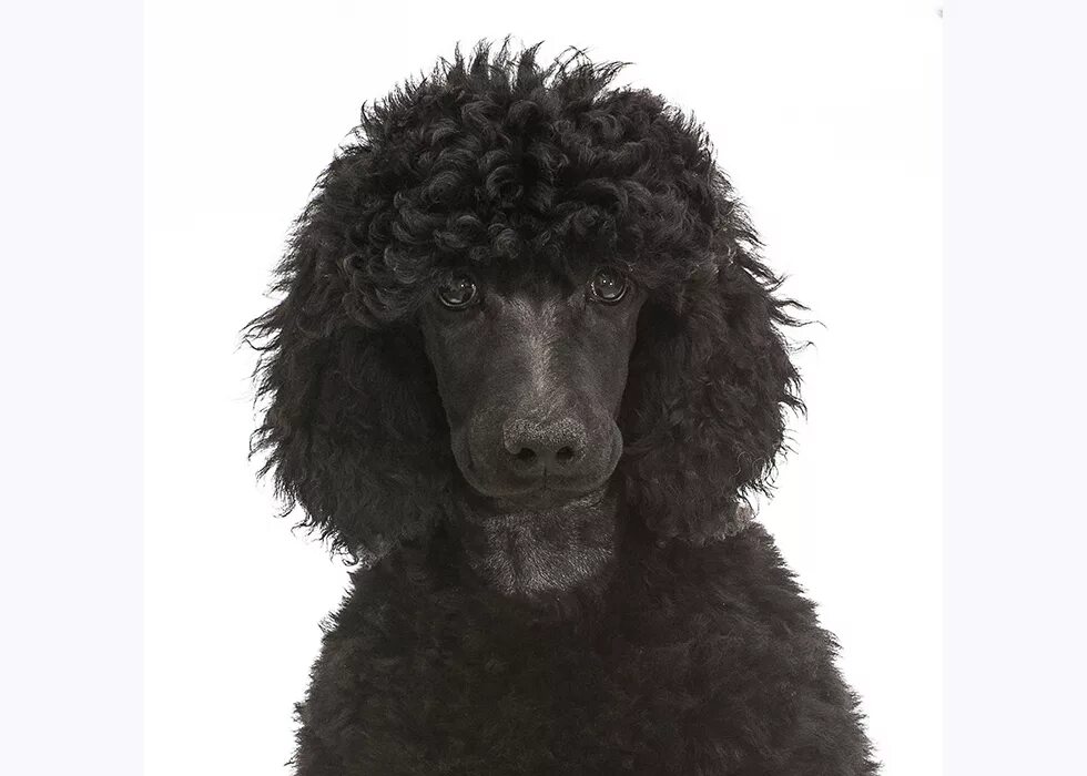 черный пудель рыжий кот слушать