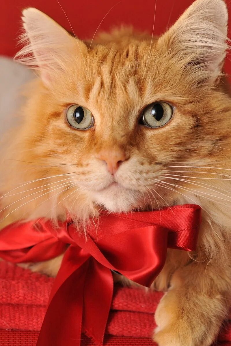 4 red cat. Рыжие коты. Рыжая кошка с бантиком. Нарядные рыжие кошки. Красно рыжий котик.