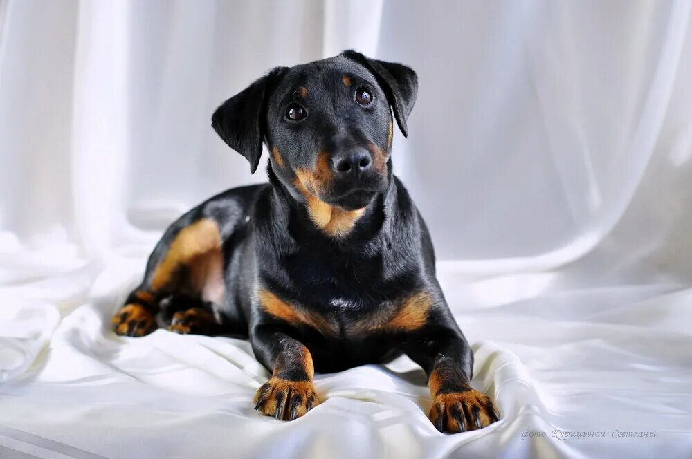 цвингер пинчер и доберман. гладкошерстные квартирные собаки. порода бигль рассел. немецкий пинчер щенок. карликовый доберман-пинчер.