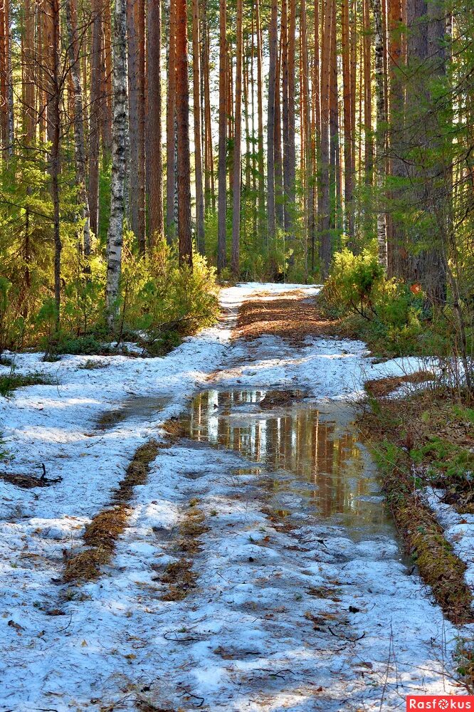 Русская природа весной преподносит нам впр. Лес весной.