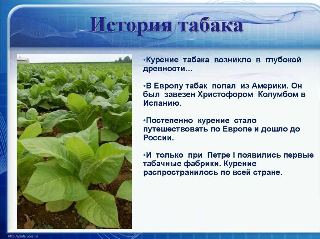 Положение табачной