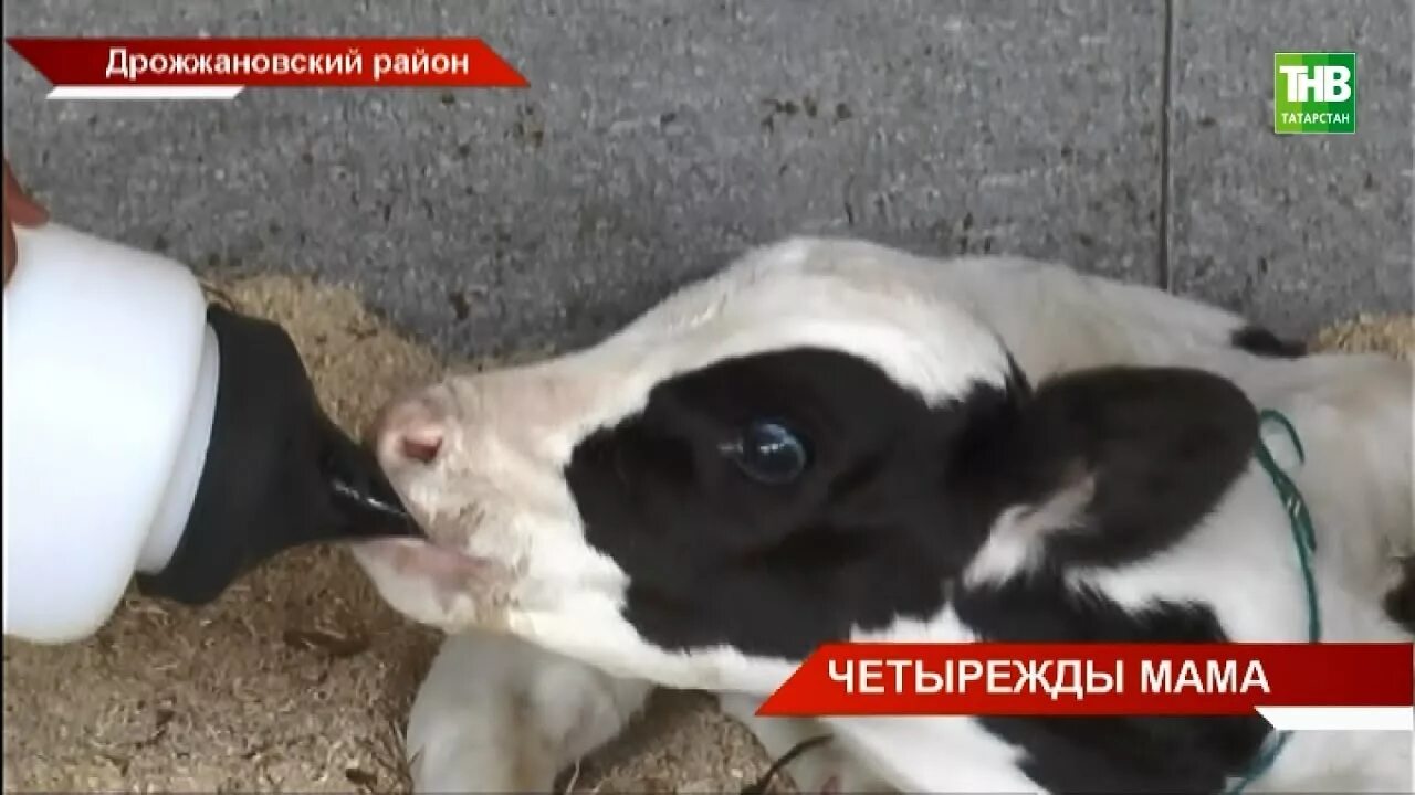 Корову принесли в жертву. Корова в Дрожжановской районе. Корова отелилась с днем рождения. Коровы в Татарстане.