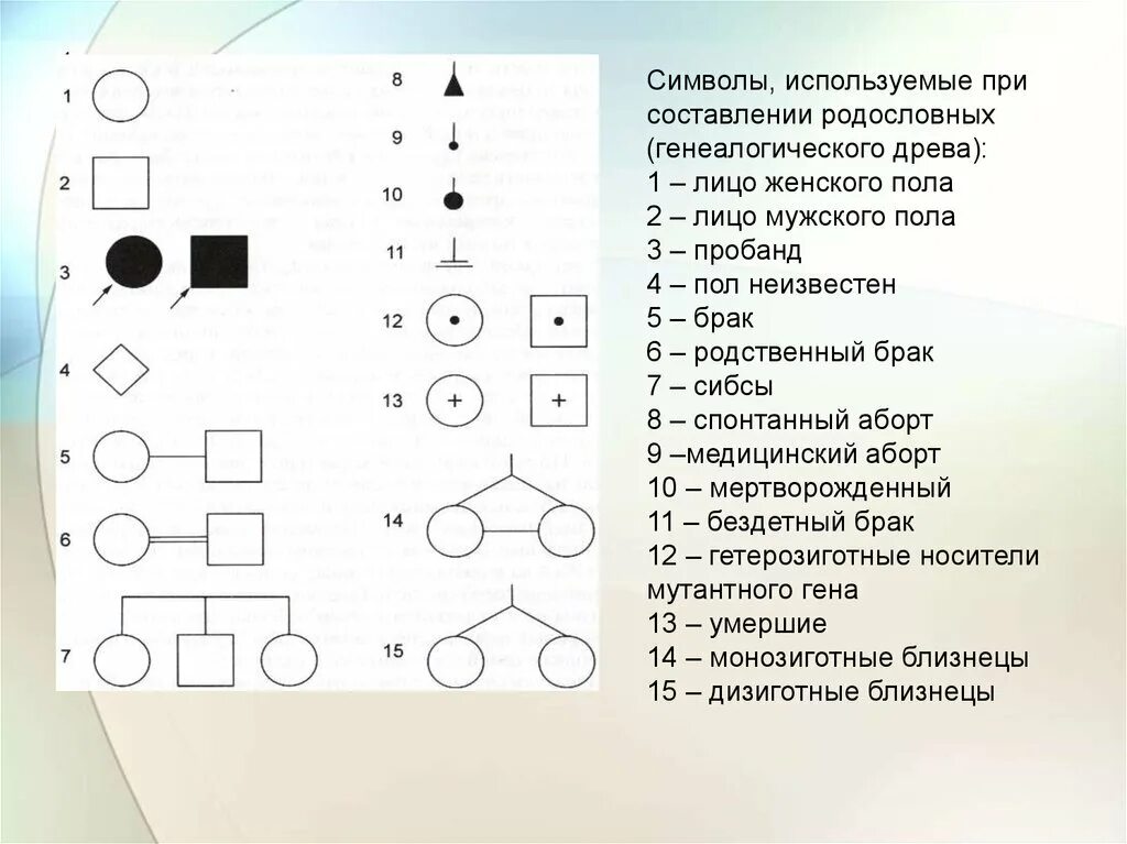 Условные обозначения в генеалогическом древе