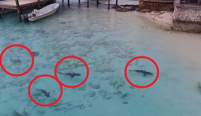 Спас от нападения. Акулы спасли ребенка в море. Квадрокоптер акула. Акула с квадрокоптера.