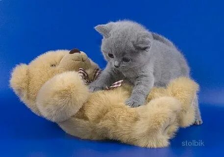 Мишка котик